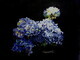 Blue Hydrangea's  7x8 inch  Watercolor