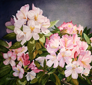 Pretty in Pink,  14.5 X 17 inch,  Watercolour
